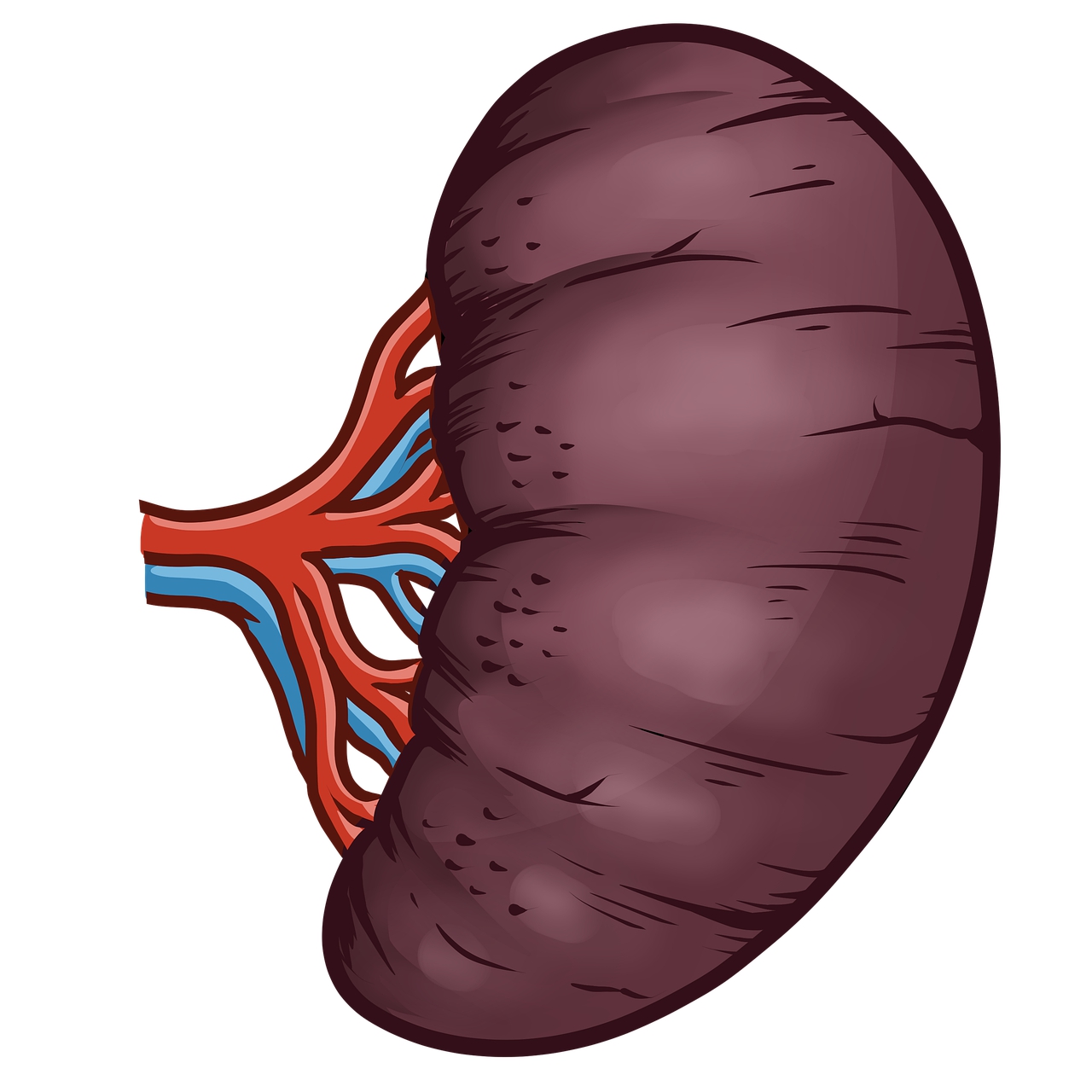尊龙凯时人工肾脏临床应用